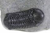 Detailed Austerops Trilobite - Ofaten, Morocco #359599-1